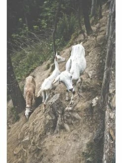 Coupon 👏 Bücher & Hörbücher Christian Italia - Amore Mio | Traditionelle Rezepte Aus Italiens Süden Günstig Kaufen 🤩 -Günstiges Creano Geschäft christian italia amore mio traditionelle rezepte aus italiens suden 4