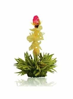 Budget 💯 Kaffee- & Teegeschirr Creano 36er Pack ErblühTee Grüner Tee Fruity Flavor Günstig Kaufen 👏 -Günstiges Creano Geschäft creano 36er pack erbluhtee gruner tee fruity flavor 8