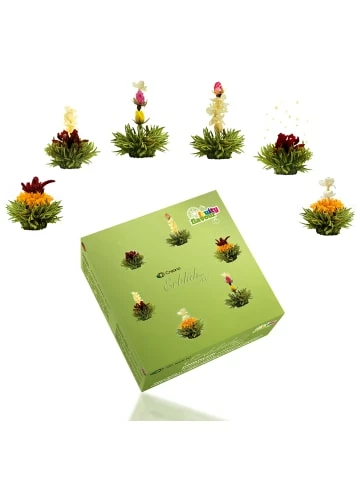 Großhandel 🤩 Kaffee- & Teegeschirr Creano 6er Box ErblühTee Grüntee Fruity Flavor Günstig Kaufen 😀 3 Großhandel 🤩 Kaffee- & Teegeschirr Creano 6er Box ErblühTee Grüntee Fruity Flavor Günstig Kaufen 😀