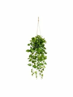 Bester Verkauf 🥰 Kerzen, Vasen & Mehr Creativ Green Deko-Hänger Philodendron Im Hängetopf In Grün Günstig Kaufen ⌛