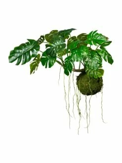 Bester Verkauf 🤩 Kerzen, Vasen & Mehr Creativ Green Deko-Hänger Splitphilodendron In Grün Günstig Kaufen 💯