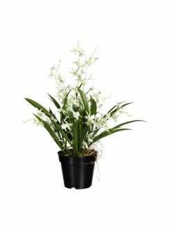 Beste Bewertungen von 💯 Kerzen, Vasen & Mehr Creativ Green Deko-Orchidee Oncidie Dancing Queen In Weiß-grün Günstig Kaufen 🎉