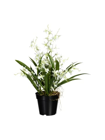 Beste Bewertungen von 💯 Kerzen, Vasen & Mehr Creativ Green Deko-Orchidee Oncidie Dancing Queen In Weiß-grün Günstig Kaufen 🎉 3 Beste Bewertungen von 💯 Kerzen, Vasen & Mehr Creativ Green Deko-Orchidee Oncidie Dancing Queen In Weiß-grün Günstig Kaufen 🎉