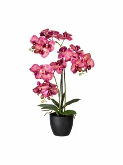 Budget ❤️ Kerzen, Vasen & Mehr Creativ Green Deko-Orchidee Phalaenopsis In Creme-lila Günstig Kaufen 😍