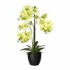 Angebote 🧨 Kerzen, Vasen & Mehr Creativ Green Deko-Orchidee Phalaenopsis In Grün Günstig Kaufen ⭐ 1 Angebote 🧨 Kerzen, Vasen & Mehr Creativ Green Deko-Orchidee Phalaenopsis In Grün Günstig Kaufen ⭐ -Günstiges Creano Geschäft creativ green deko orchidee phalaenopsis in grun 1