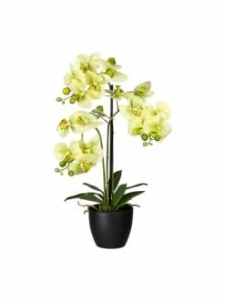 Angebote 🧨 Kerzen, Vasen & Mehr Creativ Green Deko-Orchidee Phalaenopsis In Grün Günstig Kaufen ⭐