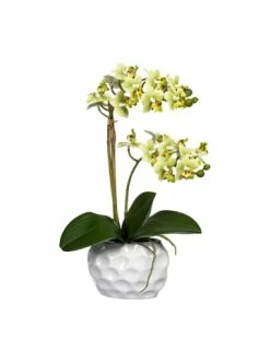 Blitzangebot 🧨 Kerzen, Vasen & Mehr Creativ Green Deko-Orchidee Phalaenopsis In Grün Günstig Kaufen 👏