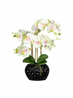 Aktion 🎉 Kerzen, Vasen & Mehr Creativ Green Deko-Orchidee Phalaenopsis In Grün-weiß Günstig Kaufen 👏
