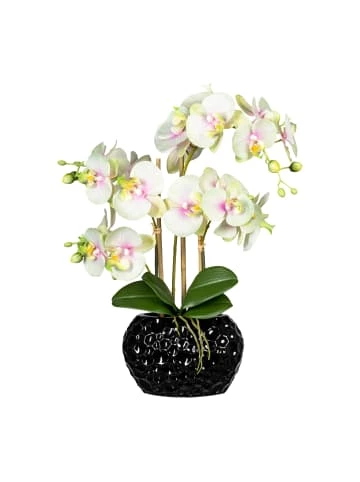 Aktion 🎉 Kerzen, Vasen & Mehr Creativ Green Deko-Orchidee Phalaenopsis In Grün-weiß Günstig Kaufen 👏 3 Aktion 🎉 Kerzen, Vasen & Mehr Creativ Green Deko-Orchidee Phalaenopsis In Grün-weiß Günstig Kaufen 👏