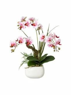 Bestes Angebot ⌛ Kerzen, Vasen & Mehr Creativ Green Deko-Orchidee Phalaenopsis In Lila Günstig Kaufen 🧨