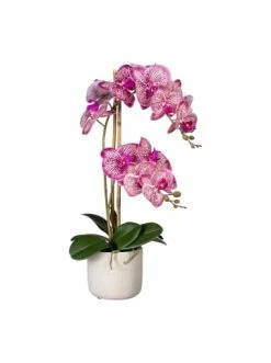 Auslauf 😀 Kerzen, Vasen & Mehr Creativ Green Deko-Orchidee Phalaenopsis In Pink-creme Günstig Kaufen 🤩
