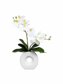 Rabatt 🎉 Kerzen, Vasen & Mehr Creativ Green Deko-Orchidee Phalaenopsis In Weiß Günstig Kaufen ✔️