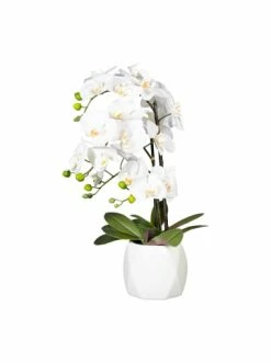 Bestpreis ❤️ Kerzen, Vasen & Mehr Creativ Green Deko-Orchidee Phalaenopsis In Weiß Günstig Kaufen ⌛