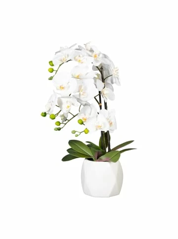Bestpreis ❤️ Kerzen, Vasen & Mehr Creativ Green Deko-Orchidee Phalaenopsis In Weiß Günstig Kaufen ⌛ 3 Bestpreis ❤️ Kerzen, Vasen & Mehr Creativ Green Deko-Orchidee Phalaenopsis In Weiß Günstig Kaufen ⌛