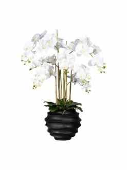 Bestes Angebot 👏 Kerzen, Vasen & Mehr Creativ Green Deko-Orchidee Phalaenopsis In Weiß Günstig Kaufen 🧨