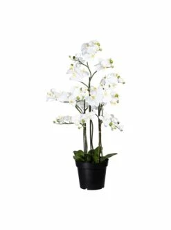 Bestes Angebot 😉 Kerzen, Vasen & Mehr Creativ Green Deko-Orchidee Phalaenopsis In Weiß Günstig Kaufen 🤩