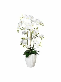Bestes Angebot 😍 Kerzen, Vasen & Mehr Creativ Green Deko-Orchidee Phalaenopsis In Weiß Günstig Kaufen 🔥