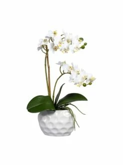 Bestpreis ✔️ Kerzen, Vasen & Mehr Creativ Green Deko-Orchidee Phalaenopsis In Weiß Günstig Kaufen ✨