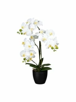 Beste Bewertungen von 🥰 Kerzen, Vasen & Mehr Creativ Green Deko-Orchidee Phalaenopsis In Weiß Günstig Kaufen 🔥