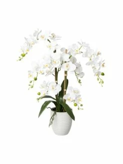 Bester Verkauf ❤️ Kerzen, Vasen & Mehr Creativ Green Deko-Orchidee Phalaenopsis In Weiß Günstig Kaufen ⌛