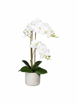 Billig 🌟 Kerzen, Vasen & Mehr Creativ Green Deko-Orchidee Phalaenopsis In Weiß Günstig Kaufen 😉