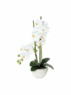 Blitzangebot 🔥 Kerzen, Vasen & Mehr Creativ Green Deko-Orchidee Phalaenopsis In Weiß Günstig Kaufen 👏
