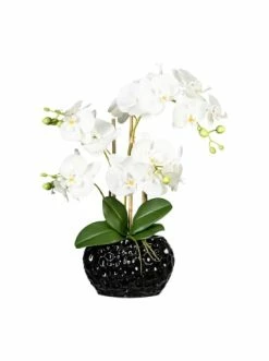Brandneu 😀 Kerzen, Vasen & Mehr Creativ Green Deko-Orchidee Phalaenopsis In Weiß Günstig Kaufen 💯