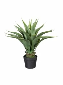 Großhandel 🔔 Kerzen, Vasen & Mehr Creativ Green Deko-Pflanze Agave In Grün Günstig Kaufen ⌛