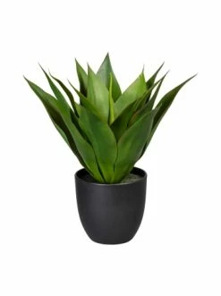 Angebote ✨ Kerzen, Vasen & Mehr Creativ Green Deko-Pflanze Agave In Grün Günstig Kaufen 😉