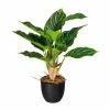 Besorgen 😍 Kerzen, Vasen & Mehr Creativ Green Deko-Pflanze Aglaonema In Grün-grau Günstig Kaufen ✔️ -Günstiges Creano Geschäft creativ green deko pflanze aglaonema in grun grau