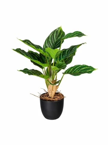 Besorgen 😍 Kerzen, Vasen & Mehr Creativ Green Deko-Pflanze Aglaonema In Grün-grau Günstig Kaufen ✔️ 3 Besorgen 😍 Kerzen, Vasen & Mehr Creativ Green Deko-Pflanze Aglaonema In Grün-grau Günstig Kaufen ✔️