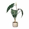 Großhandel 🧨 Kerzen, Vasen & Mehr Creativ Green Deko-Pflanze Alocasia In Grün Günstig Kaufen 😀 -Günstiges Creano Geschäft creativ green deko pflanze alocasia in grun
