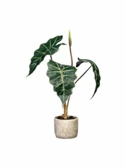 Großhandel 🧨 Kerzen, Vasen & Mehr Creativ Green Deko-Pflanze Alocasia In Grün Günstig Kaufen 😀