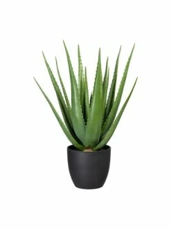 Bestes Angebot 🥰 Kerzen, Vasen & Mehr Creativ Green Deko-Pflanze Aloe In Grün Günstig Kaufen ⌛