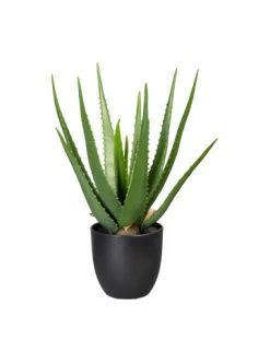 Billig 🤩 Kerzen, Vasen & Mehr Creativ Green Deko-Pflanze Aloe In Grün Günstig Kaufen 💯