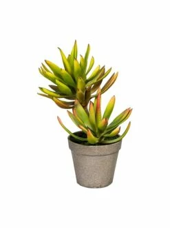 Aktion 💯 Kerzen, Vasen & Mehr Creativ Green Deko-Pflanze Aloe Plicatilis In Grünbraun Günstig Kaufen 😀