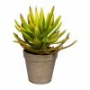 Bestpreis ⭐ Kerzen, Vasen & Mehr Creativ Green Deko-Pflanze Aloe Plicatilis In Grünbraun Günstig Kaufen 🎁 -Günstiges Creano Geschäft creativ green deko pflanze aloe plicatilis in grunbraun