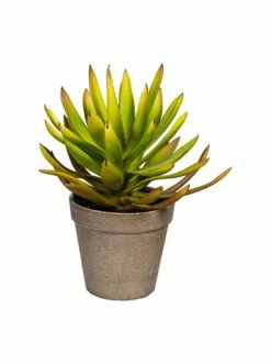 Bestpreis ⭐ Kerzen, Vasen & Mehr Creativ Green Deko-Pflanze Aloe Plicatilis In Grünbraun Günstig Kaufen 🎁