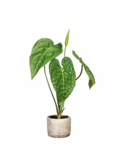 Am billigsten ⌛ Kerzen, Vasen & Mehr Creativ Green Deko-Pflanze Anthurie In Grün Günstig Kaufen 👍