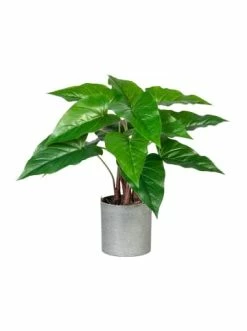 Großhandel ✔️ Kerzen, Vasen & Mehr Creativ Green Deko-Pflanze Anthurium In Grün Günstig Kaufen 🥰