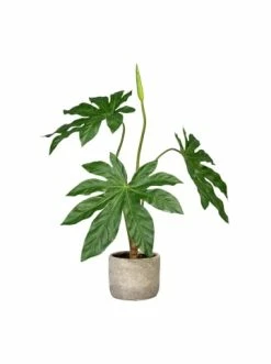 Brandneu 😉 Kerzen, Vasen & Mehr Creativ Green Deko-Pflanze Aralie In Grün Günstig Kaufen 🛒