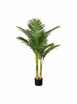 Rabatt 🎁 Kerzen, Vasen & Mehr Creativ Green Deko-Pflanze Arecapalme In Grün Günstig Kaufen 💯