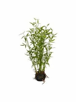 Angebote ⭐ Kerzen, Vasen & Mehr Creativ Green Deko-Pflanze Bambus In Grün Günstig Kaufen 🥰
