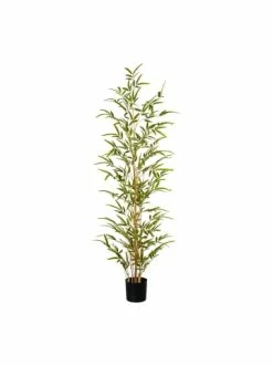 Auslauf 🎁 Kerzen, Vasen & Mehr Creativ Green Deko-Pflanze Bambus In Grün Günstig Kaufen ⭐