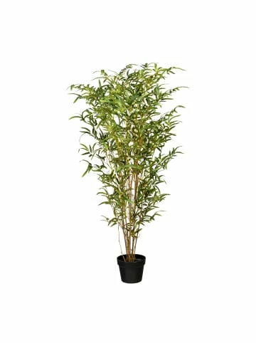 Aktion 🎉 Kerzen, Vasen & Mehr Creativ Green Deko-Pflanze Bambus In Grün Günstig Kaufen 🎁 3 Aktion 🎉 Kerzen, Vasen & Mehr Creativ Green Deko-Pflanze Bambus In Grün Günstig Kaufen 🎁