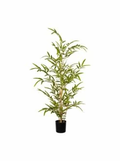 Brandneu 🥰 Kerzen, Vasen & Mehr Creativ Green Deko-Pflanze Bambus In Grün Günstig Kaufen ✔️