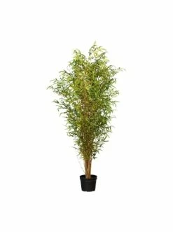 Top 10 🤩 Kerzen, Vasen & Mehr Creativ Green Deko-Pflanze Bambus In Grün Günstig Kaufen 🔔