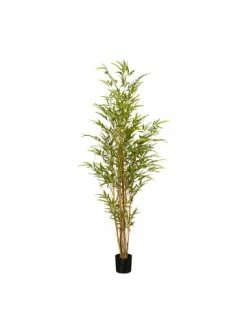 Blitzangebot 🤩 Kerzen, Vasen & Mehr Creativ Green Deko-Pflanze Bambus In Grün Günstig Kaufen 👏