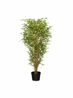 Beste Bewertungen von 🌟 Kerzen, Vasen & Mehr Creativ Green Deko-Pflanze Bambus In Grün Günstig Kaufen 🛒