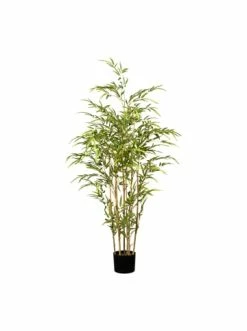 Blitzangebot 😍 Kerzen, Vasen & Mehr Creativ Green Deko-Pflanze Bambus In Grün Günstig Kaufen ✔️